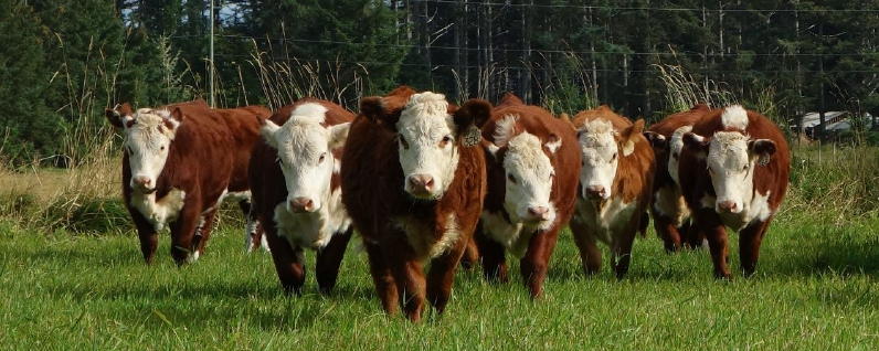 2014 weanned heifers cropped